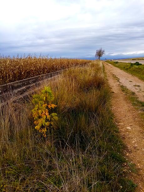 Un nuevo paseo por el Camino de Santiago. Un nuevo paseo por el Camino de Santiago.