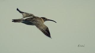 APACIBLE JORNADA CON AVES Y AMIGOS