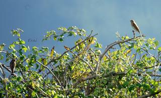APACIBLE JORNADA CON AVES Y AMIGOS