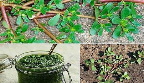 Verdolaga, una planta que no cuesta nada y sirve para todo 2 para que sirve la verdolaga