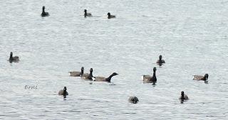 APROVECHANDO EL CONFINAMIENTO PERIMETRAL