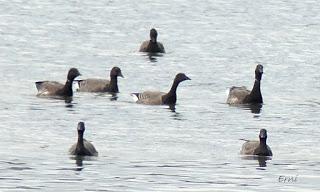 APROVECHANDO EL CONFINAMIENTO PERIMETRAL