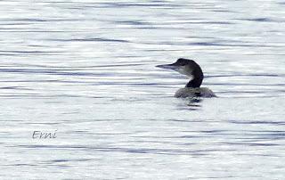 APROVECHANDO EL CONFINAMIENTO PERIMETRAL