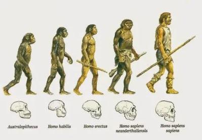 homo sapiens