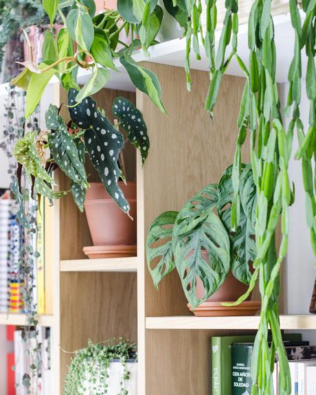 Cómo decorar tu casa con plantas