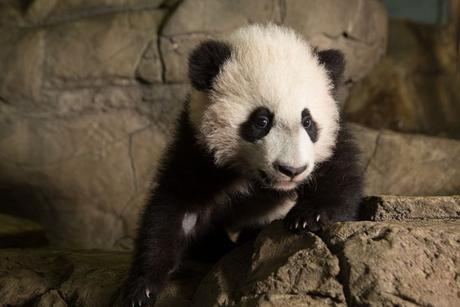 Pandas Gigantes: Majestuosas criaturas pero tan indefensas al nacer Pandas Gigantes: Majestuosas criaturas pero tan indefensas al nacer