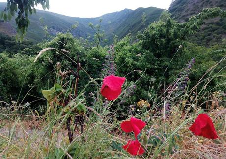 Cinco rutas para descubrir El Bierzo, en León