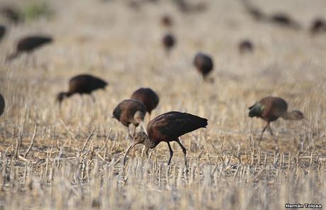 Gran Día Mundial de las Aves (17 de octubre de 2020)