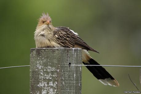 Gran Día Mundial de las Aves (17 de octubre de 2020)