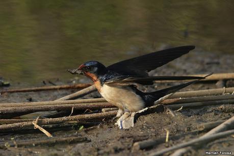 Gran Día Mundial de las Aves (17 de octubre de 2020)