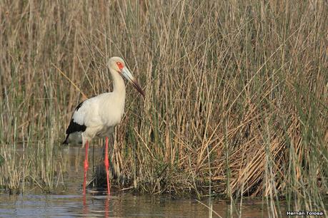Gran Día Mundial de las Aves (17 de octubre de 2020)