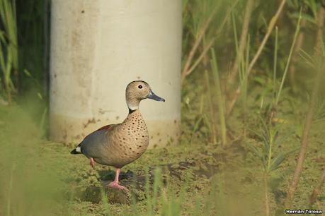 Gran Día Mundial de las Aves (17 de octubre de 2020)