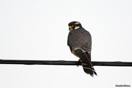 Gran Día Mundial de las Aves (17 de octubre de 2020)