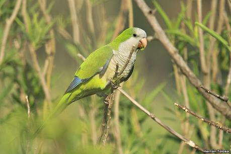 Gran Día Mundial de las Aves (17 de octubre de 2020)