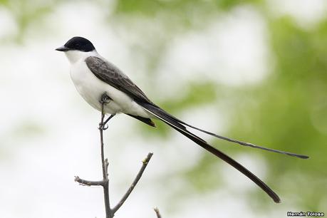 Gran Día Mundial de las Aves (17 de octubre de 2020)