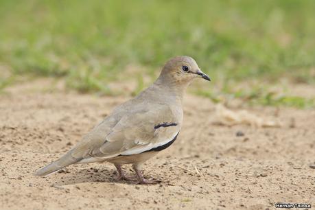 Gran Día Mundial de las Aves (17 de octubre de 2020)