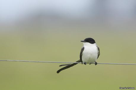 Gran Día Mundial de las Aves (17 de octubre de 2020)