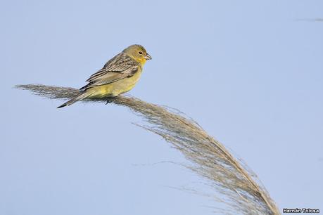 Gran Día Mundial de las Aves (17 de octubre de 2020)