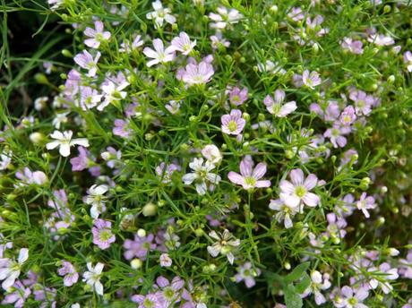 #NuevaRealidad (Lista de ilusiones.)