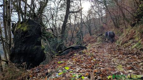 Bosque de castaños subiendo por el Camín Real de Amieva