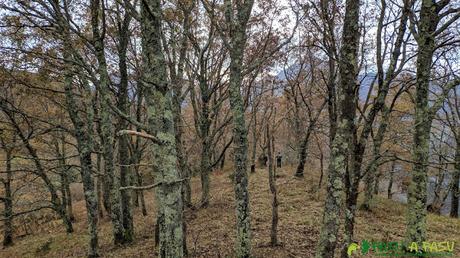 Bosque bajando del Picoretu