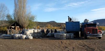 Exitosa comercialización conjunta de lana en Aluminé