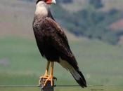 Aves rapiña Uruguay: carancho