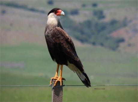 Carancho posando sobre un pique de alambrado