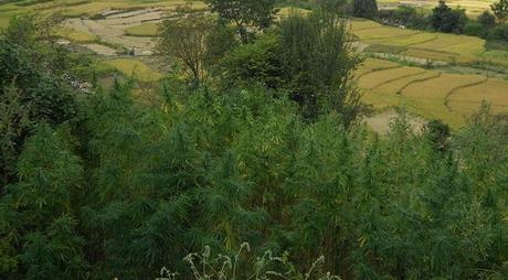 El cannabis en Roma