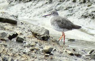 SEPARADOS POR UN VIRUS