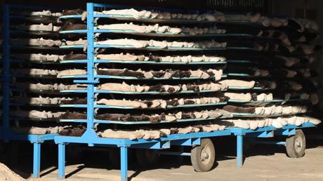 Mink pelts on a rack in Denmark