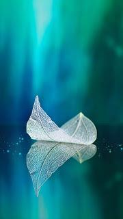 4.365 - HOY LA PALOMA...