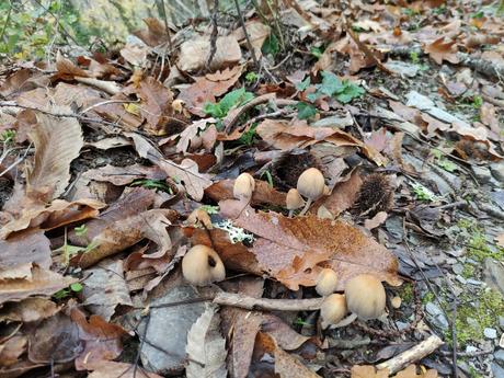 Rutas por el Bierzo: El Castañar de Manzanedo de Valdueza