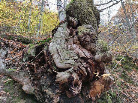 Rutas por el Bierzo: El Castañar de Manzanedo de Valdueza