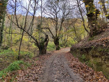 Rutas por el Bierzo: El Castañar de Manzanedo de Valdueza