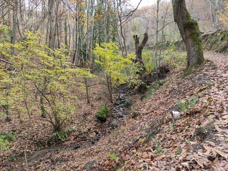 Rutas por el Bierzo: El Castañar de Manzanedo de Valdueza