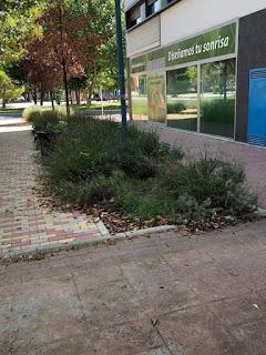 EL COVID AVANZA POR TORREJÓN, HERIDOS DE ARMA BLANCA Y DE BALA, DENUNCIAS CONSEGUIDAS Y SOMOS CAMPEONES EN CONTAMINACIÓN AMBIENTAL