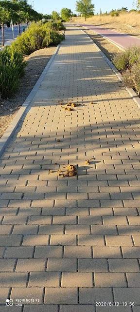 EL COVID AVANZA POR TORREJÓN, HERIDOS DE ARMA BLANCA Y DE BALA, DENUNCIAS CONSEGUIDAS Y SOMOS CAMPEONES EN CONTAMINACIÓN AMBIENTAL