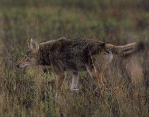 农业农村部有关加强屠宰阶段非洲猪瘟检测工作中的通告:亚博APP官方版 农业农村部有关加强屠宰阶段非洲猪瘟检测工作中的通告:亚博APP官方版