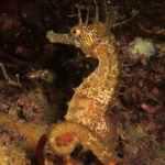 Mediterranean Seahorse Expert Diver con Super Dive Tossa Mediterranean Seahorse Expert Diver con Super Dive Tossa