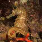 Mediterranean Seahorse Expert Diver con Super Dive Tossa Mediterranean Seahorse Expert Diver con Super Dive Tossa