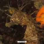 Mediterranean Seahorse Expert Diver con Super Dive Tossa Mediterranean Seahorse Expert Diver con Super Dive Tossa