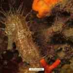 Mediterranean Seahorse Expert Diver con Super Dive Tossa