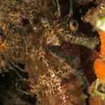 Mediterranean Seahorse Expert Diver con Super Dive Tossa Mediterranean Seahorse Expert Diver con Super Dive Tossa