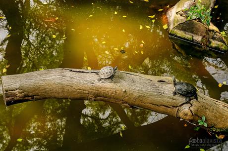 Tortugas de fábula- Fotografía