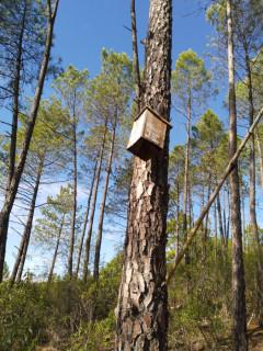Tiempo de bellotas y níscalos