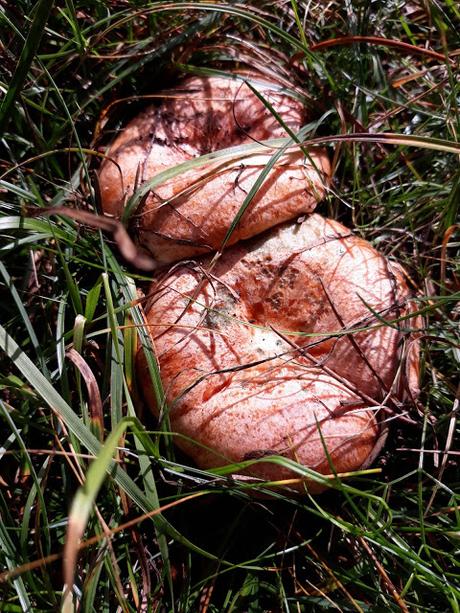 Hamburguesas con Rovellons (niscalos)