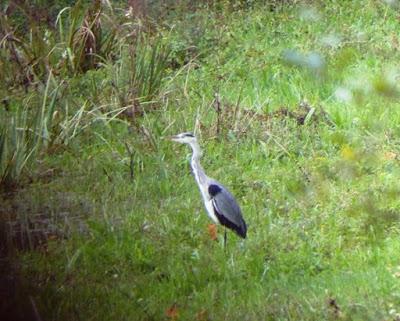 Garzas, garcetas, garcillas