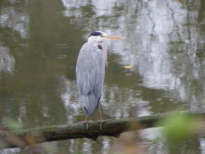 Garzas, garcetas, garcillas Garzas, garcetas, garcillas