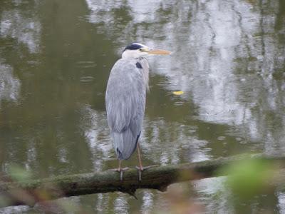 Garzas, garcetas, garcillas